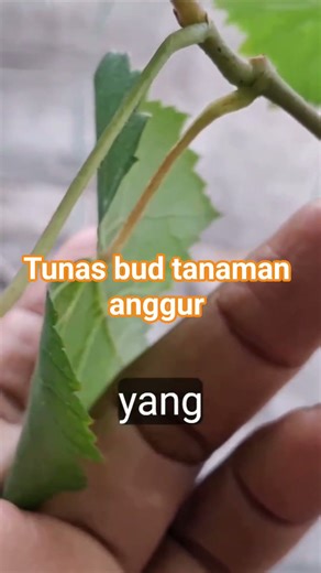 tunas but anggur