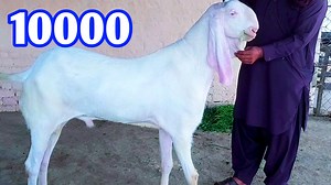Mashallah VIP Rajan Puri the biggest goat At Shahzaib Goat farm راجن پوری سب سے بڑا بکرا | Shazaib goat farm