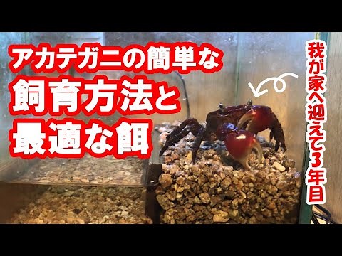 アカテガニの最も手間いらずだと思う飼育方法（※追記 こちらのアカテガニは2022年12月25日に★になりました）