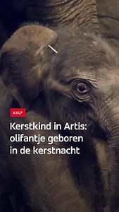 Een kerstcadeautje! 🐘🎁 Na bijna twee jaar wachten is het dan zover: op kerstavond bracht een Aziatische olifant in Artis een jong ter wereld. Het pasgeboren kalf is een mannetje. De naam van het kerstkind kan door het publiek worden gekozen. Over een week komt het kalfje uit het binnenverblijf en is het voor iedereen te zien. Meer op AT5.nl 🎄 #AT5 #Amsterdam #Nieuws #Artis #Olifant | AT5
