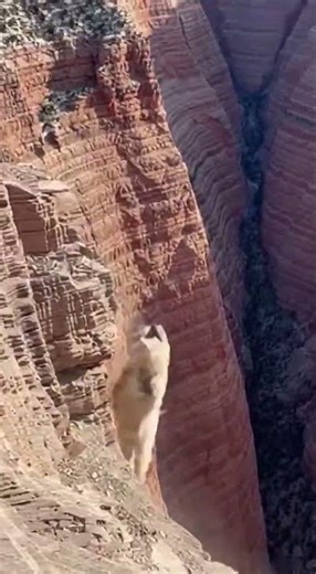 Mountain Showdown: Goats vs. Ferocious Predator
