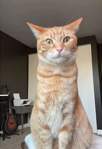 Phillip a big guy 😼 #orangecat #catsoftiktok #cattok #catdance #funnycats