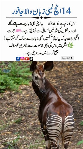 Okapi🦒👅 – The Animal with a 14-Inch Tongue! | AmazingNatureShorts#Okapi #Wildlife #NatureLovers