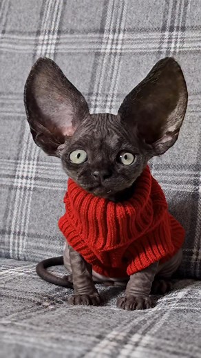 When you’re cute, cold, and clearly from another planet 🛸🐾 Meet the tiniest kitty fashion icon in a red sweater 😻 #cat #kitten #kitty #catlover #alien | Wish Ai Creator