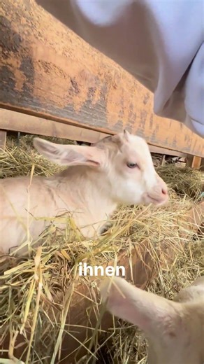Oh, my jacket is delicious! 😋 🐑 🐐
