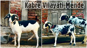 3 Beautiful Sheep | Kabre Vilayati Mende at Labbaik Goat Farm, Bhiwandi City Presenting three beautiful black and white color sheep of Vilayati breed, known as Kabre Vilayati Rams due to their color. These beautiful Sheep are available in Bhiwandi City near Mumbai at Labbaik Goat Farm. This farm deals in top quality sheep breeds of India and also offers palai. | FSA Entertainment