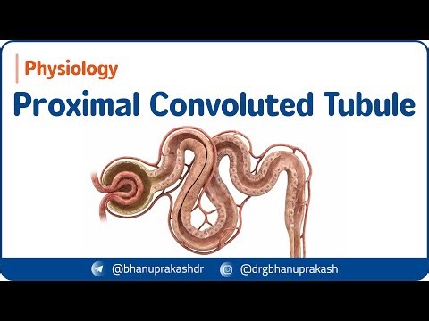 7. Proximal Convoluted Tubule: Substances reabsorbed in pct and SGLT- 2 inhibitors