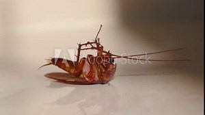 Cockroach lying upside down on floor in house and trying to get up on and stand close up, House cockroach lying upside down on floor carpet