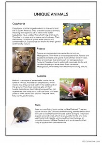 Unique Animals - B1 level Reading Comprehension