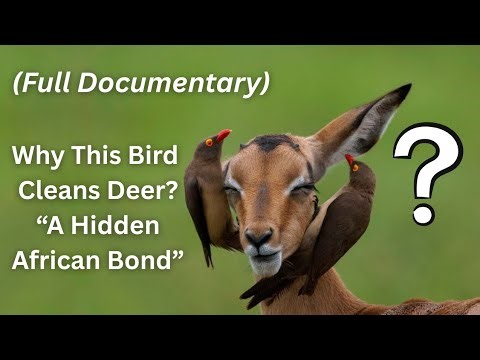Full Documentary | Oxpecker Eating Ticks and Relaxing Deer — A Symbiotic Bond in Africa’s Wild.