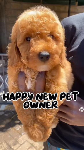 Poodles Kenya on Instagram: "It’s feels great to deliver life long companions to their loving and caring homes #poodle #rehoming #cute"