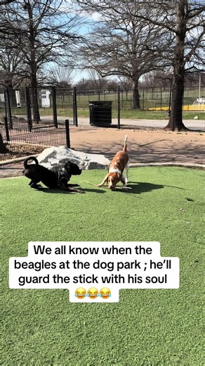 #fyp #beagle #dog