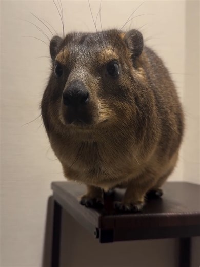 Meet the Adorable Hyrax: Nature's Cutest Animal