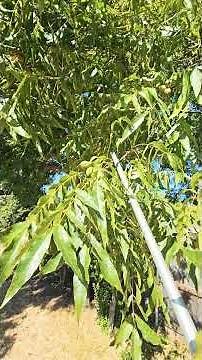 How to harvest pecan nuts from your tree at home.