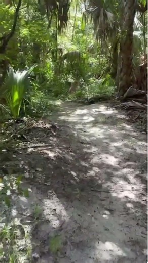 POV You found a secret portal in the Florida jungle 🤫🌴 #exploring #travel #shorts #exploreusatoday