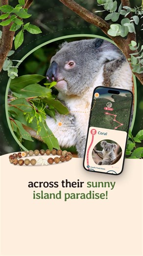 Track a Koala with every bracelet! Follow a real koala on an exclusive 3D tracking map! Learn your koala's name & get photos ✨Reveal exclusive stats & updates along the way | Fahlo | Facebook
