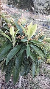 Voilà les résultats d'un néflier bien taillé en hiver | Pépinière Ghanou