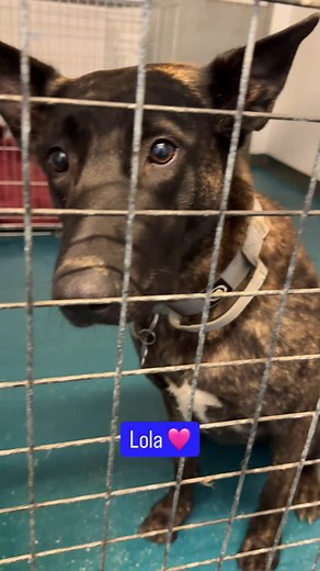 😃🐶 𝗛𝗮𝗽𝗽𝘆 𝗗𝗼𝗴 𝗙𝘂𝗻-𝗗𝗮𝘆! 🐶😃 🏠Could you give a rescue dog the forever home they deserve? Take a look at all the dogs who are available for adoption at the moment by visiting www.rspcaleedsandwakefield.org.uk/dogs, or following the link in our Instagram bio and selecting ‘Adopt a Dog’. 🐕Adoption fees for dogs start from £280, which covers neutering, a full course of vaccinations, flea and worm treatment, microchipping (registered to the adopter), regular vet health checks, and pos