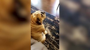 11 reactions | Brand new weekly theme compilation where we challenge you to Try Not To Laugh at these Funny Dogs. Funny Pet Videos brings you the best cute animal compilations, try not to laugh ..... #ViralVideo #Viral | Viral Trend | Facebook