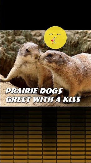 Prairie Dog Meme Song: DRAMA! #memesong