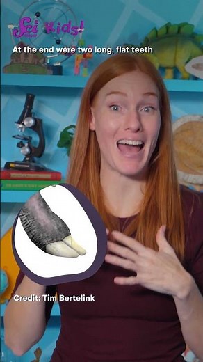 Platybelodon: Elephants’ Ancient Cousin | SciShow Kids