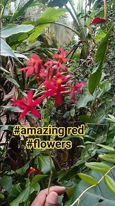amazing red flowers / neture garden #viralvideo 💐