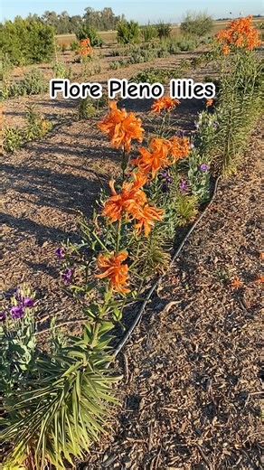 Flore Pleno Lilies after a month of bloom