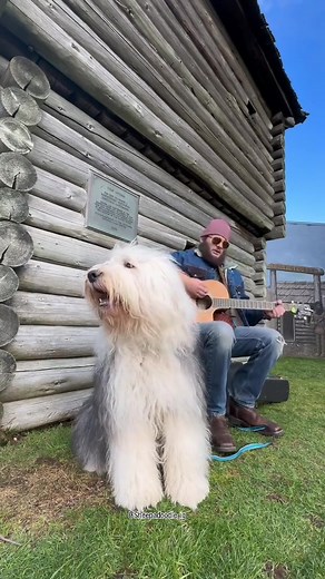 Old English Sheepdog #song | Old English Sheepdog
