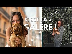 I'm adopting a PUPPY: my first weeks with Alpi