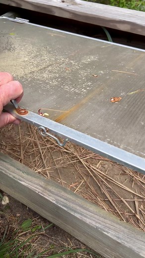 Hermann’s Tortoise Love ❤️ #hermannstortoise #otistheturtle #babytortoise #tortoise #tort #babytortoises #turtle #animalfacts #animalrescue #gardenstatetortoise #tortoises #tortoiselife #tortoiselove #tortoiseshell #reptiles #reptile #testudohermanni | Garden State Tortoise