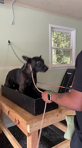 155K views · 421 reactions | Teaching a reliable tactile cue for positions. This dog is training for sport not casual pet work. In the position change exercise you lose points for the front paws moving. There’s a treat & train behind him so he knows 80% of the time he will get rewarded behind and has little reason to cheat by moving forward. | Kaizen Canine | Facebook