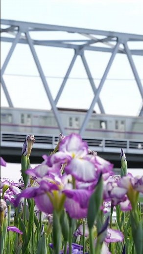 ４Kshorts【小岩菖蒲園まつり２０２６】菖蒲・紫陽花と京成電車 Koiwa Iris Garden, Edogawa City, Tokyo, JAPAN 2026.6.13