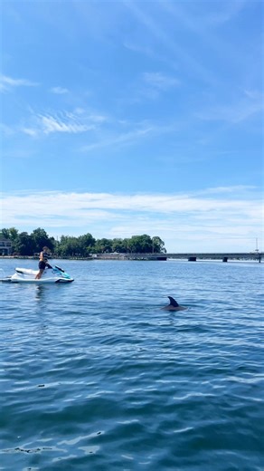 🐬🐬🐬 Dolphins are unpredictable — blink, and you might miss them! 📍🗺️ On Boogies’ Jet Ski Dolphin Tours, the action never stops in the world-famous #ChoctawhatcheeBay. 😎🤙🏻🌊 Keep that camera rolling or risk the ultimate “should’ve seen it” moment! 🌐 Book Online: link in bio 📞 Call to Book: (850) 654-4497 📩 DM us for more info #AdventureAwaits #BeachVacay #BoogiesWatersports #BookNow #DestinFlorida #DestinVacation #JetSkiRetnal #JetSkiTour #ToDoInDestin #Watersports | Boogies Watersport