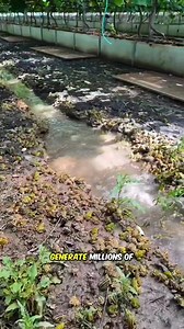 Frog is used as pest control on some plants | Lee Yumi