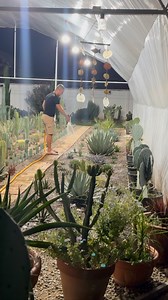 Agave obožavaju vodu, pogotovo leti. :)) Ali ne preterujte, pustite da se zemlja osusi na površini saksije izmedju dva zalivanja.🌵☀️#agave #kaktusi #cactus #biljke #garden #plants #lovemyjob #bašta | Exotic Gardens