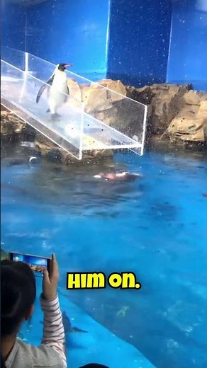 Funny Penguin Fails His Big Trick 🐧 #hungergamestiktok