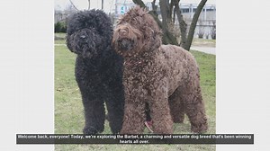 Barbet Dog Breed: Pros and Cons of Owning This Charming Companion