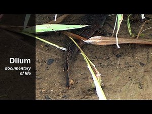 Dwarf snakehead (Channa gachua)