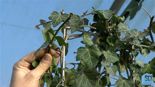 274K views · 674 reactions | Learn how living walls are grown and how large-format cameras (like your great-grandad's) are made! #HowItsMade | Science Channel | Facebook