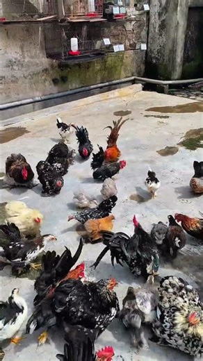 Feeding dwarf chickens in the backyard