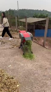 The chaff cutter 9Z-1.0G,Processed Sweet Elephant Grass for sheep feed. Follow us,get more information. | Dawn Agro Rice Mill