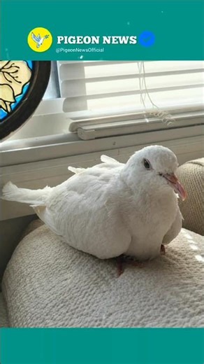 RECORD - THE OLDEST PIGEON IN THE WORLD