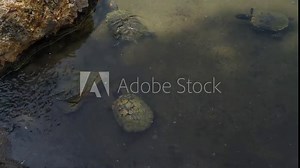 Freshwater turtles hunting and eating fish, showcasing wild nature. Diet of wild turtles.