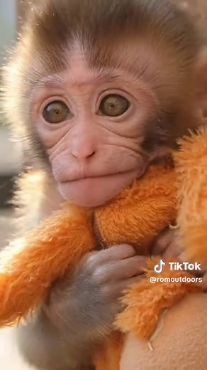 Punch: The Heartbreaking True Story of an Orphaned Baby Monkey #HeartbreakingStory #trueanimalstory #emotionalvideo #animalcompassion #sadbuttrue