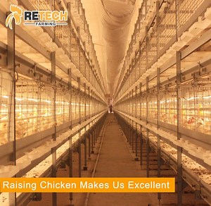[Hot Item] Automatic Chicken layer Cages with Manure Cleaning System for Broiler Chicken Feed
