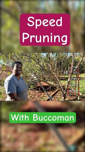Pruning My Nectarine Tree with Buccoman