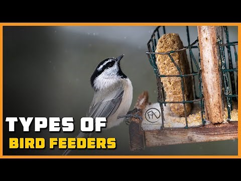 Types of Bird Feeders