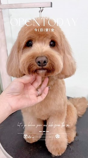 Just one of today’s cuties — this little Cavoodle stole everyone’s heart ✨ Fresh trim, happy tail, and lots of cuddles after  #Cavoodle #DogGrooming #Wooftopia #freshandfluffy #dogsofinstagram #brisbane #brisbanepets #brisbanedoggrooming #doggrooming #cutedogs #puppystagram #brisbanedogs | Wooftopia Dog Grooming & Daycare Mount Gravatt | Facebook