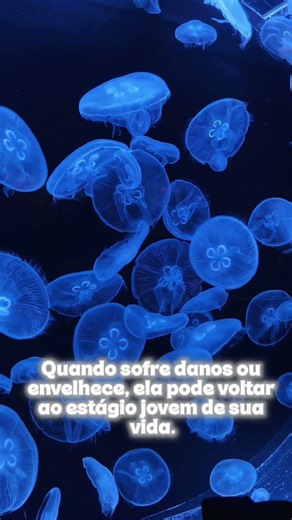 😱 A Água-Viva Que Pode Viver Para Sempre