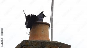 A pair of jackdaws making a nest in a chimney pot. Slow motion